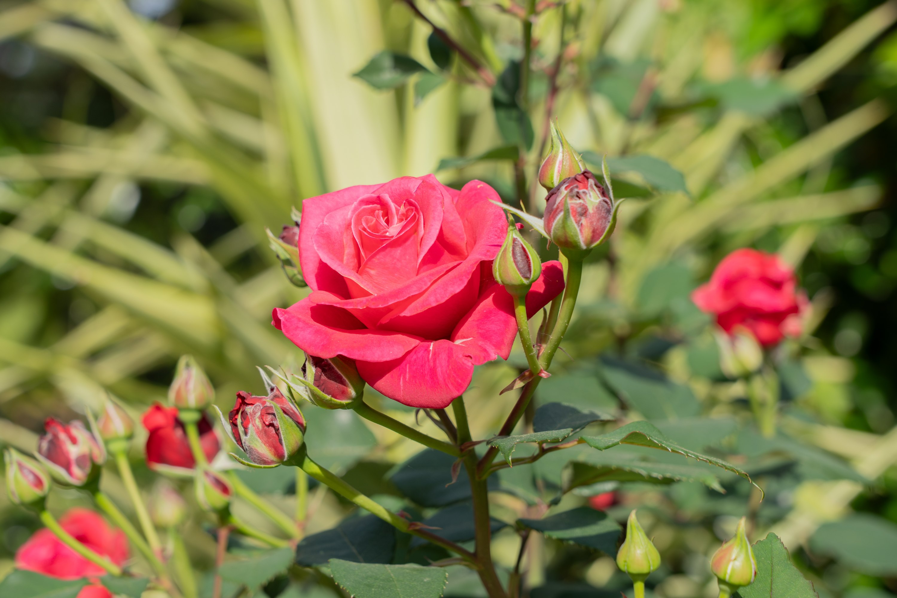 Roses du jardin